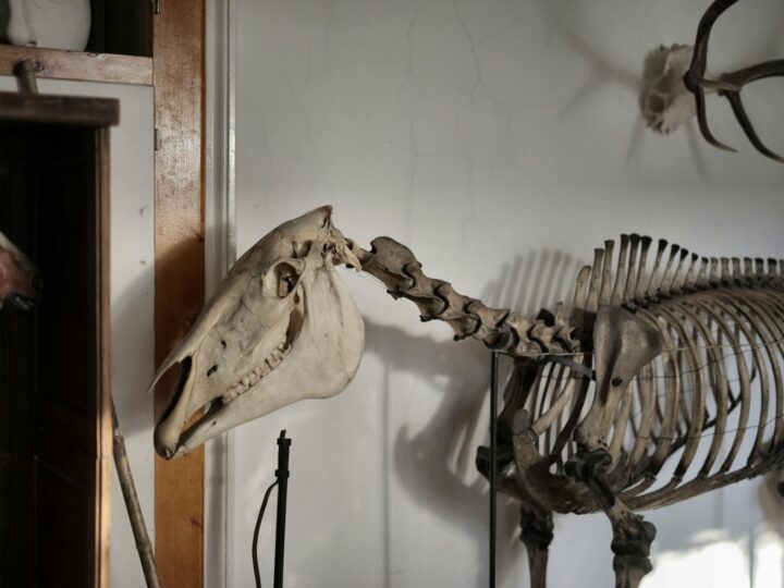 Museo di Storia Naturale SNM